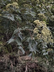 Tetradium glabrifolium