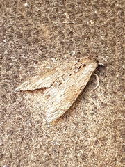 Agrius convolvuli