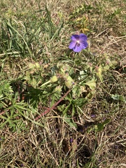 Geranium pratense