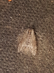 Agrius convolvuli