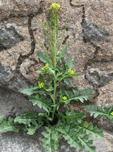 Sisymbrium confertum