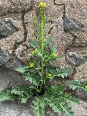 Sisymbrium confertum