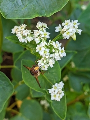 Volucella inanis