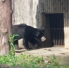 Melursus ursinus