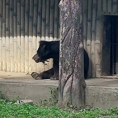 Melursus ursinus