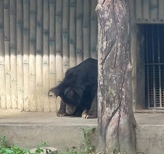 Melursus ursinus