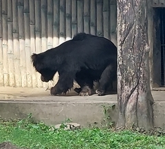 Melursus ursinus