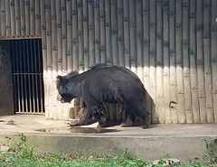 Melursus ursinus