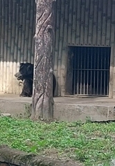 Melursus ursinus