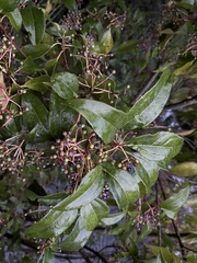Viburnum propinquum