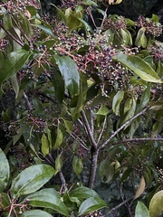 Viburnum propinquum