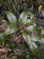 Viburnum propinquum