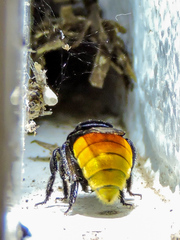 Eufriesea mexicana