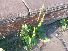 Plantago major