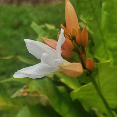 Erythrochiton brasiliensis