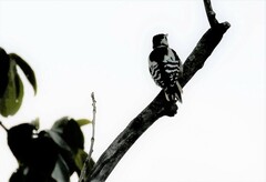 Dryobates minor kamtschatkensis