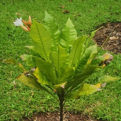 Erythrochiton brasiliensis