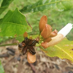 Erythrochiton brasiliensis