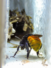 Eufriesea mexicana