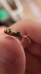 Centrocoris spiniger