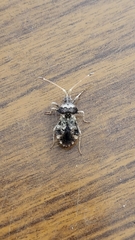 Centrocoris spiniger