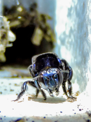 Eufriesea mexicana