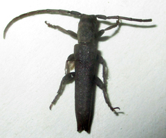 Aethiopia elongata