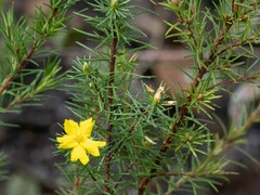 Hibbertia calycina