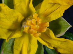 Hibbertia calycina