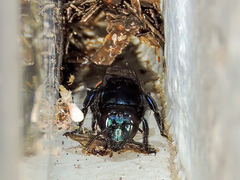 Eufriesea mexicana