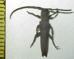 Aethiopia elongata