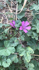 Malva sylvestris