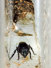 Eufriesea mexicana