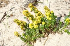 Galium arenarium