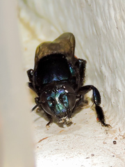 Eufriesea mexicana