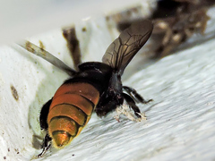Eufriesea mexicana