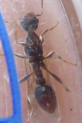 Myrmica ruginodis