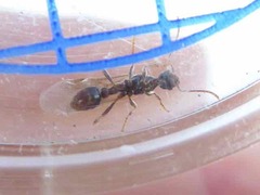 Myrmica ruginodis