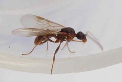 Myrmica ruginodis