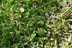 Hypnum cupressiforme