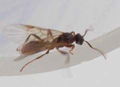Myrmica ruginodis