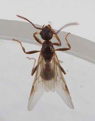 Myrmica ruginodis
