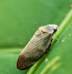 Eoscarta roseinervis