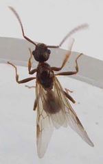 Myrmica ruginodis