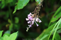 Buddleja lindleyana
