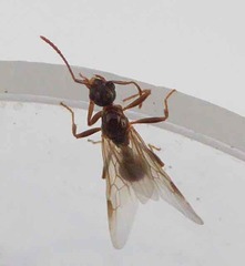 Myrmica ruginodis