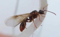 Myrmica ruginodis