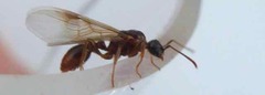 Myrmica ruginodis