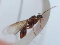 Myrmica ruginodis