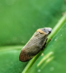 Eoscarta roseinervis